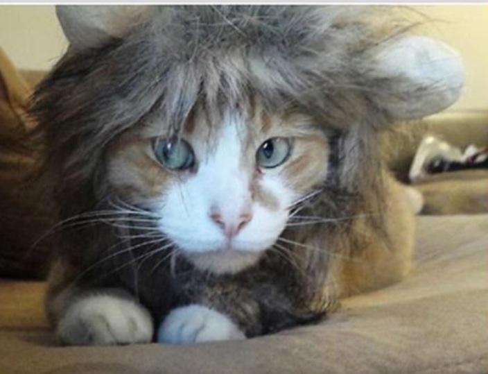 Cute Cat Lion Mane photo review