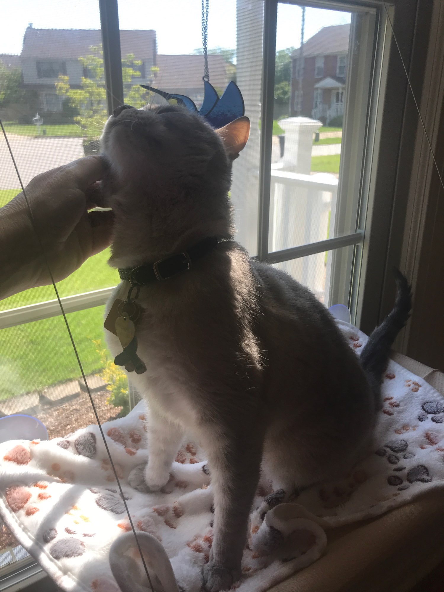 Cute Cat Window Hammock, Pet Litter Sucker Hanging Cat Window Hammock photo review