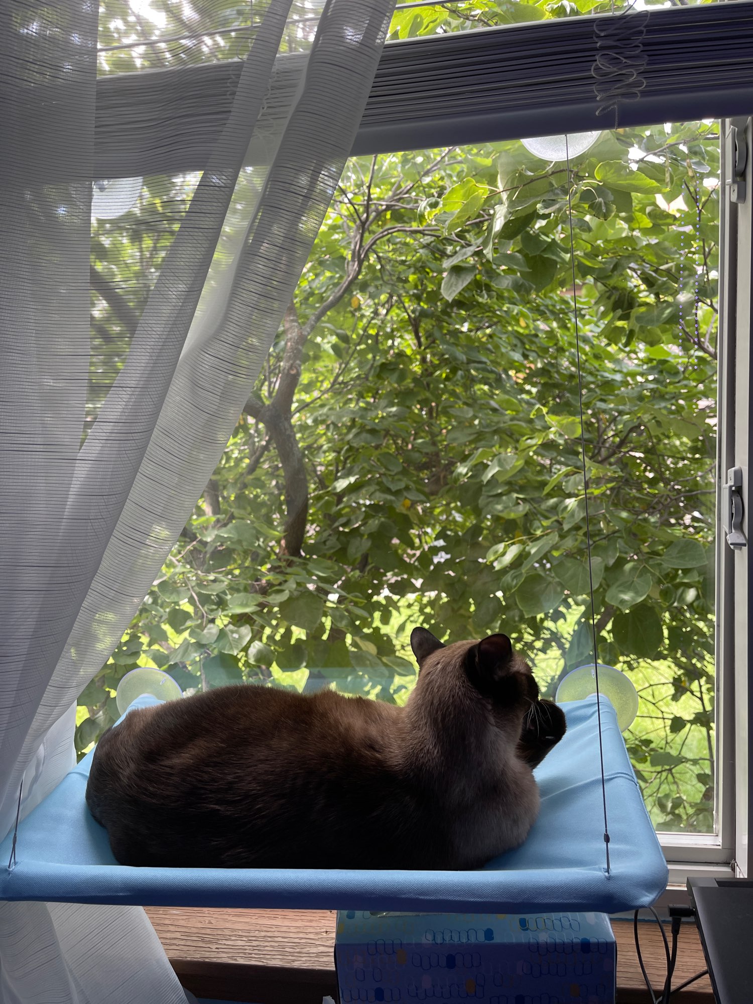 Cute Cat Window Hammock, Pet Litter Sucker Hanging Cat Window Hammock photo review