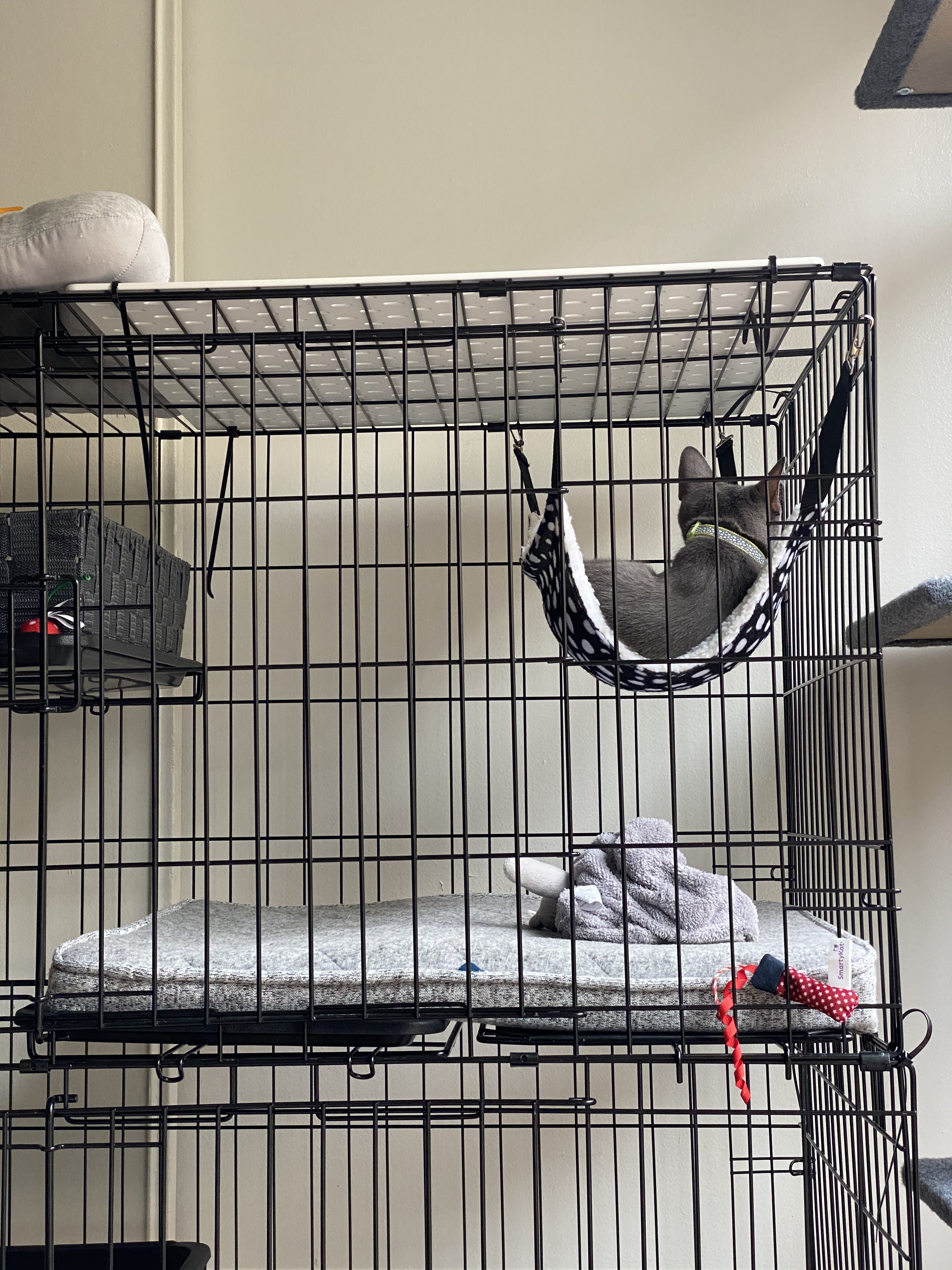 Designer Pet Hammock for Cats, Rodents, and Hamsters photo review