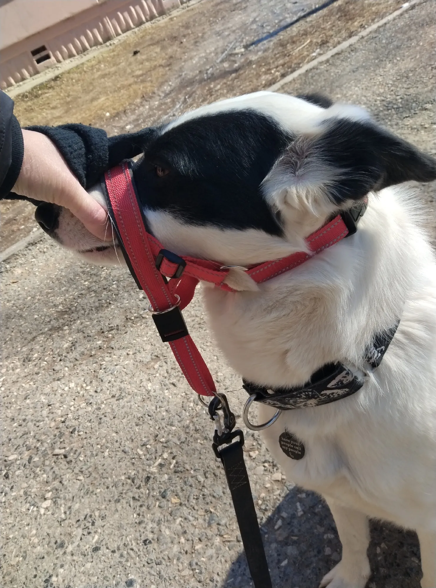 Adjustable Anti-Barking Dog Muzzle For Small And Large Dogs photo review