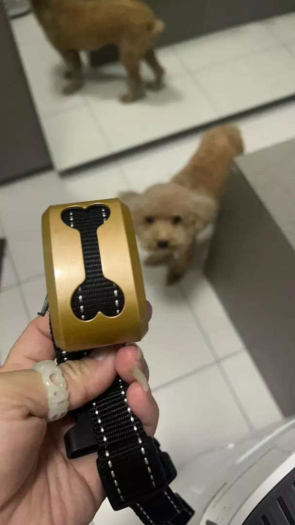 Rechargeable Dog Anti-Barking Collar With Static Shock photo review