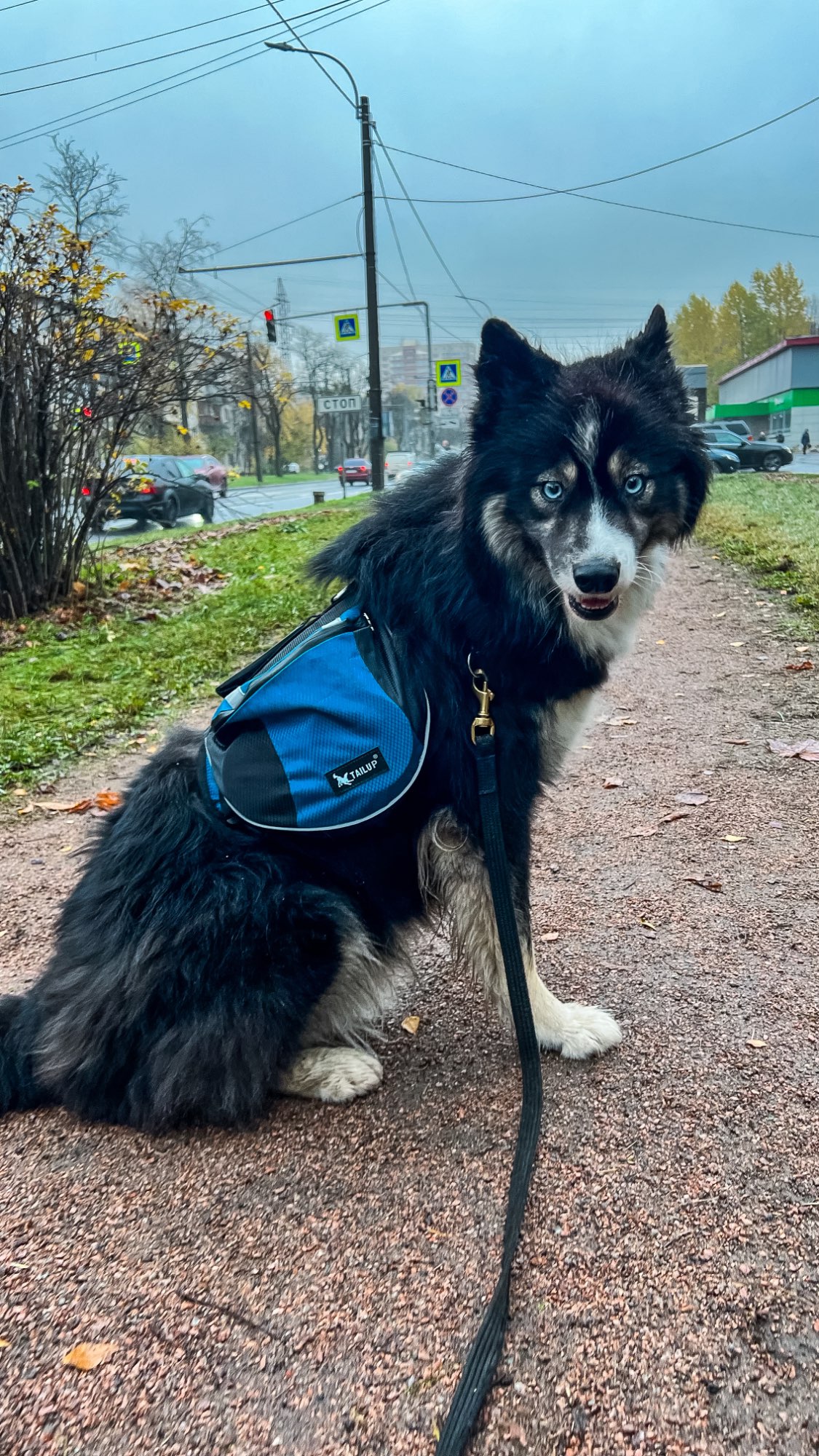 Dog Backpack Harness photo review