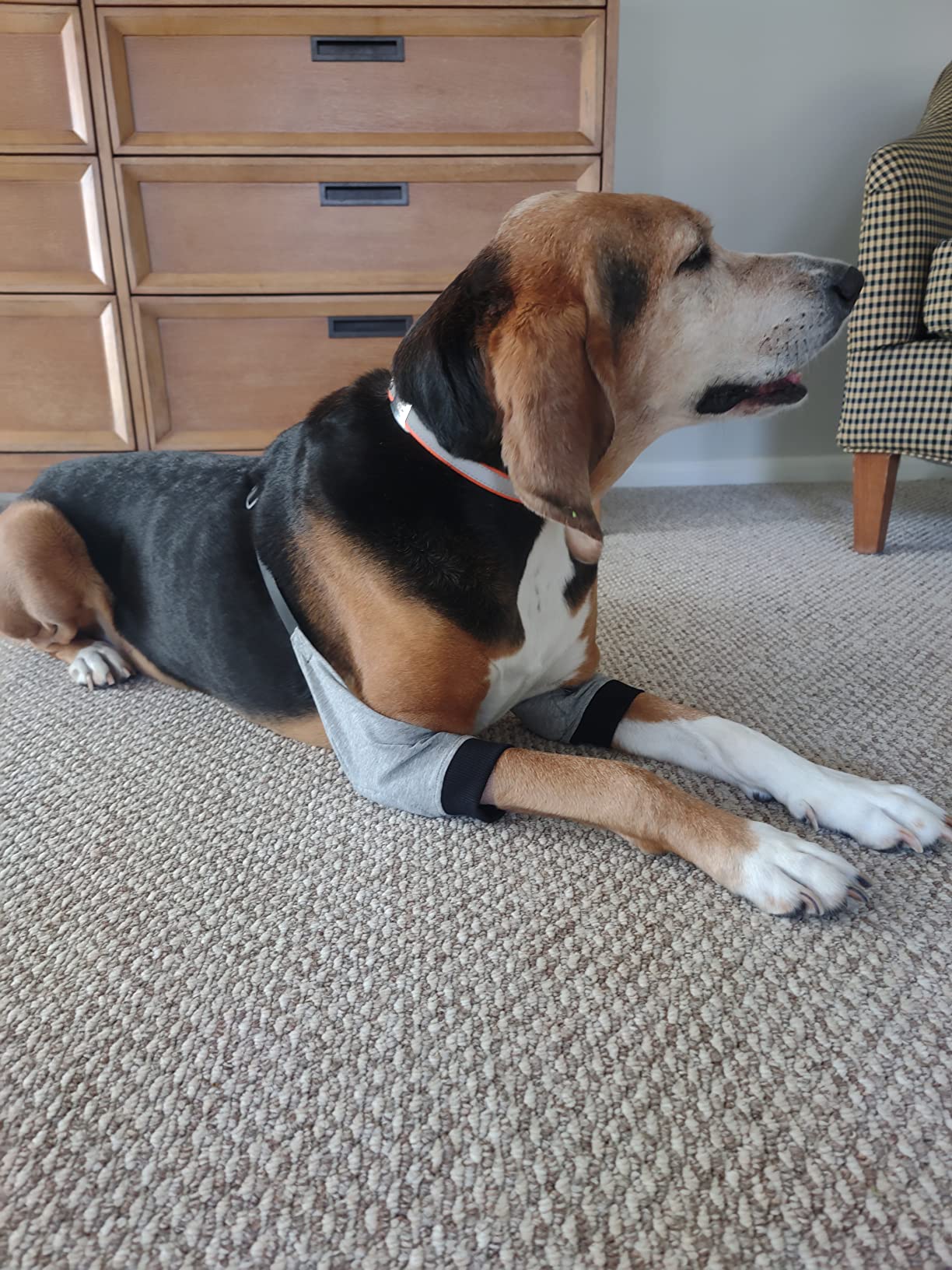 Breathable Soft Pads Protect Pet Knee Joints Convenient photo review