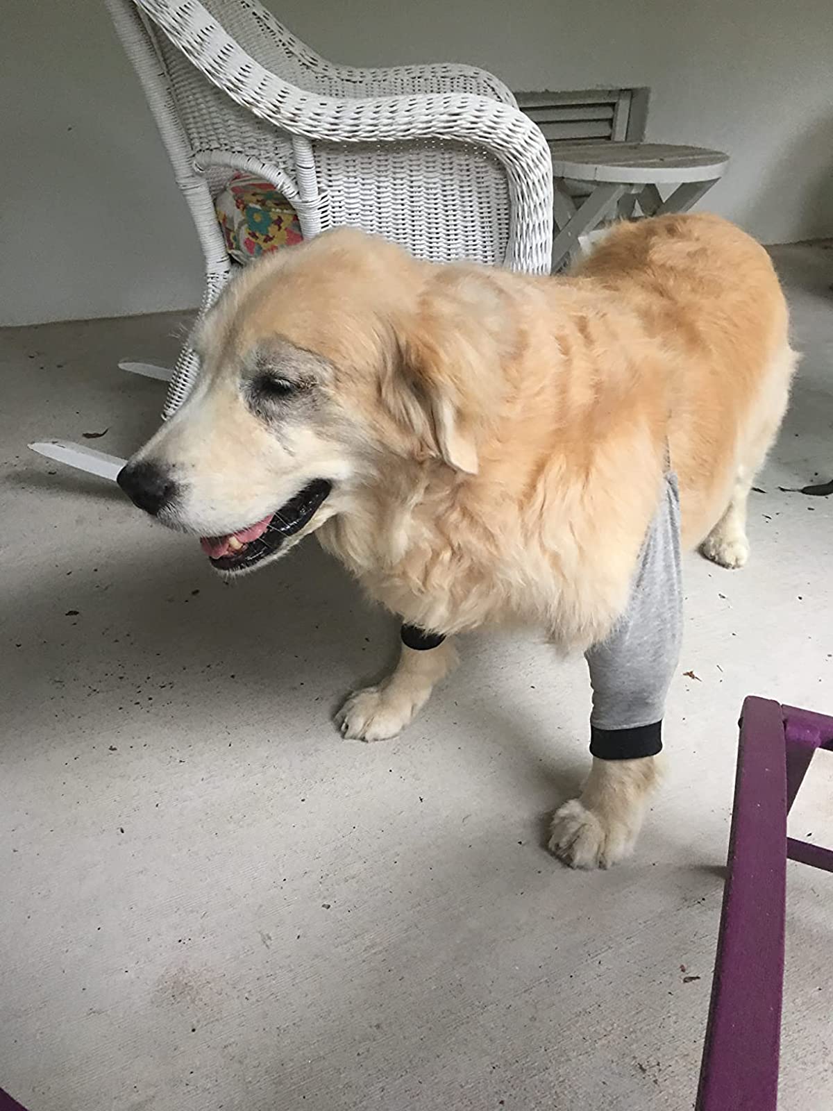 Dog Elbow Brace for Pain Relief photo review