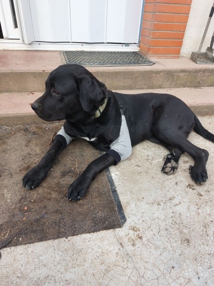 Dog Elbow Brace for Pain Relief photo review