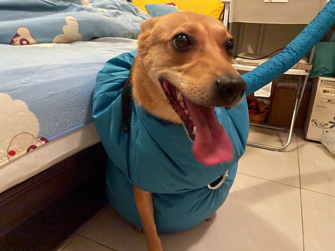 Dog Hair Drying Vest photo review