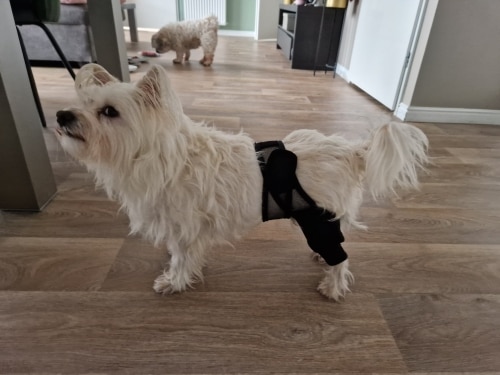 Dog Knee Brace for Luxating Patella photo review