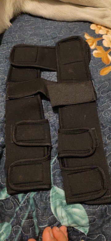 Pet Knee Protector Pads Convenience photo review