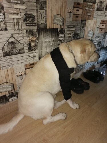 Pet Knee Protector Pads Convenience photo review