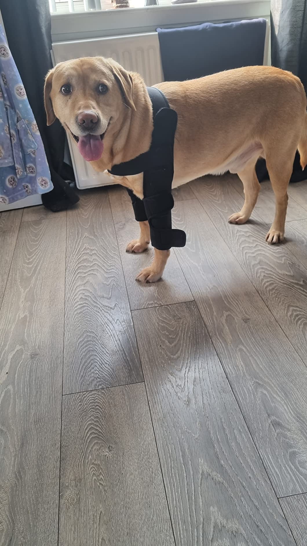 Pet Knee Protector Pads Convenience photo review