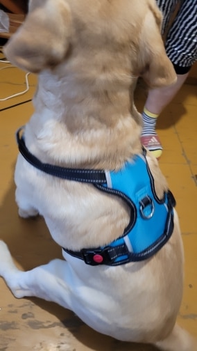 Dog Lifting Harness With Handle photo review