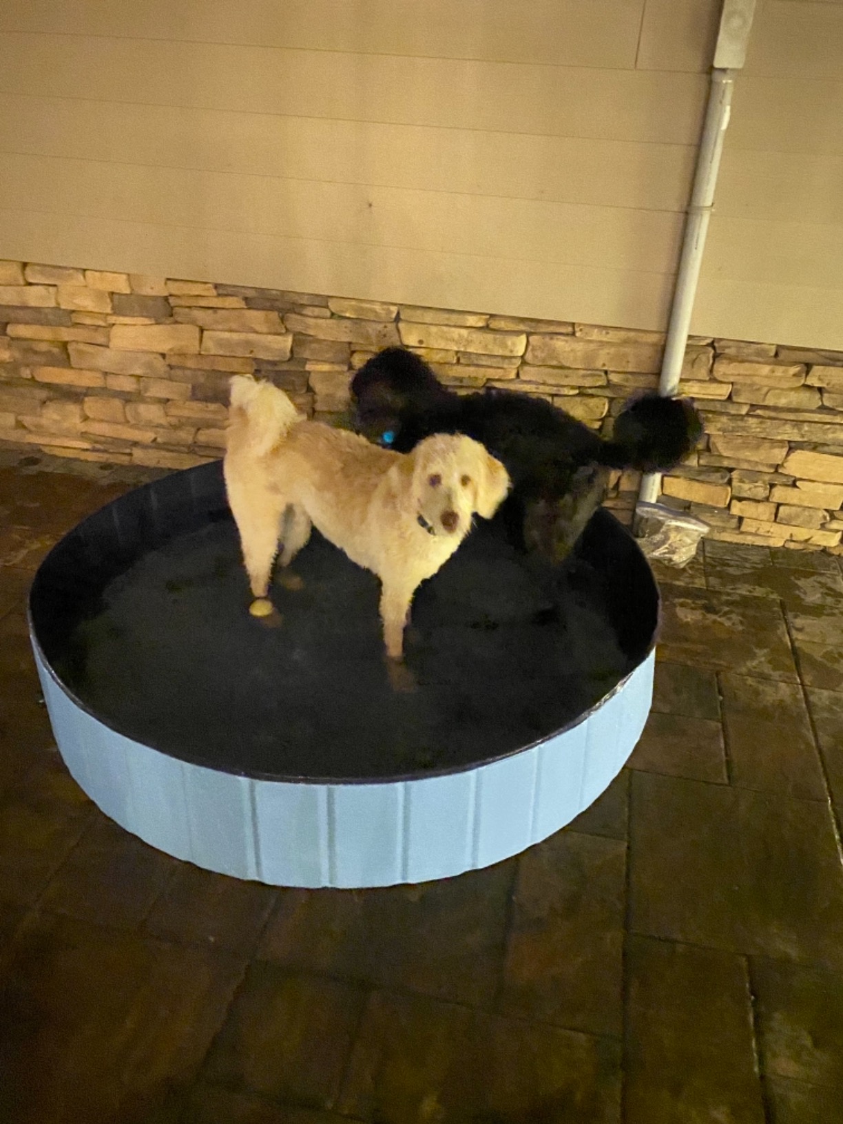 Foldable Dog Pool for Bathing - Indoor Outdoor Pet Tub for Dogs Cats Kids photo review