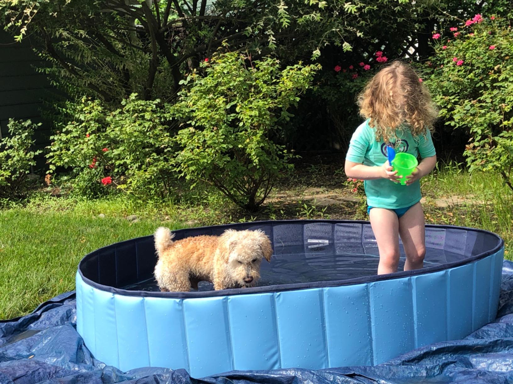 Foldable Dog Pool for Bathing - Indoor Outdoor Pet Tub for Dogs Cats Kids photo review