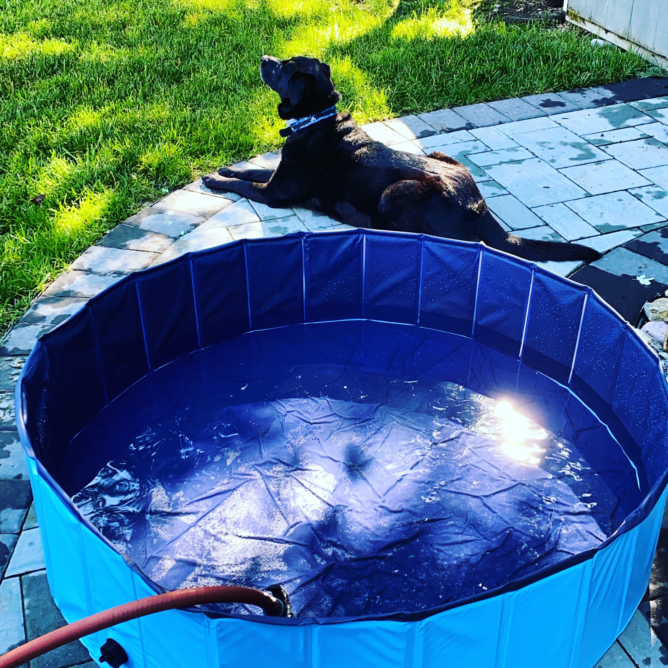 Foldable Dog Pool for Bathing - Indoor Outdoor Pet Tub for Dogs Cats Kids photo review