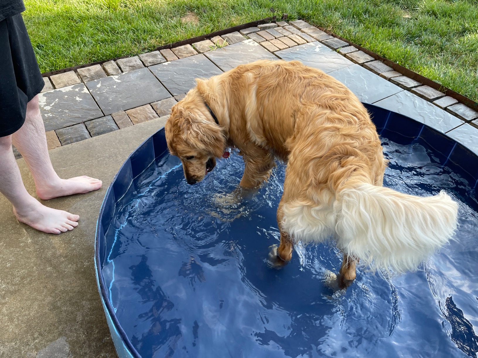 Foldable Dog Pool for Bathing - Indoor Outdoor Pet Tub for Dogs Cats Kids photo review