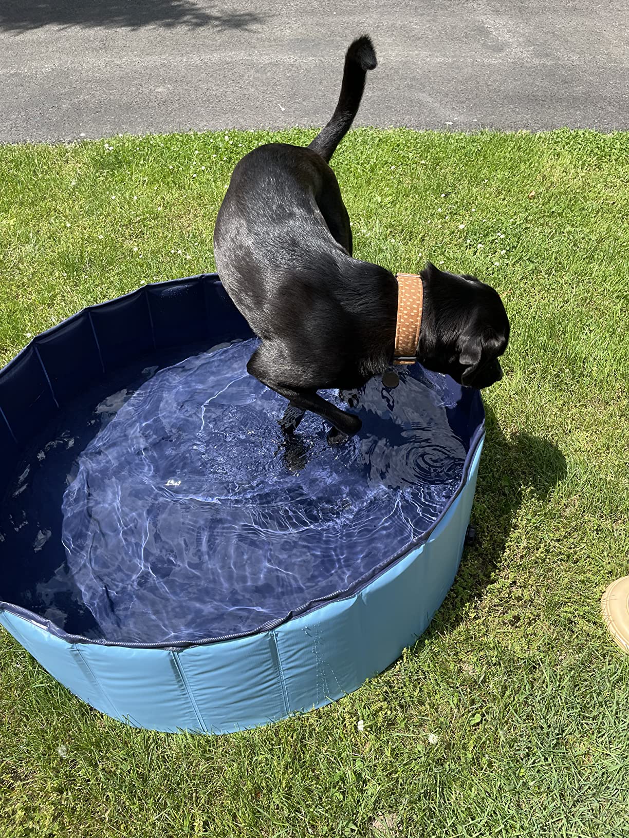 Foldable Dog Pool for Bathing - Indoor Outdoor Pet Tub for Dogs Cats Kids photo review