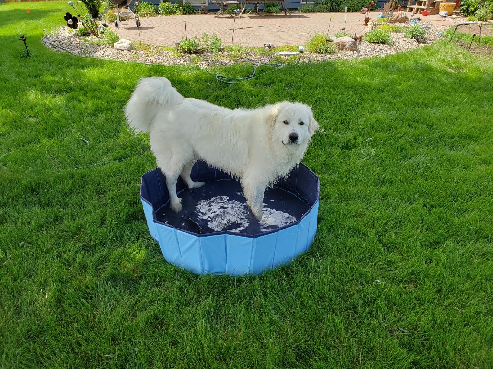 Foldable Dog Pool for Bathing - Indoor Outdoor Pet Tub for Dogs Cats Kids photo review