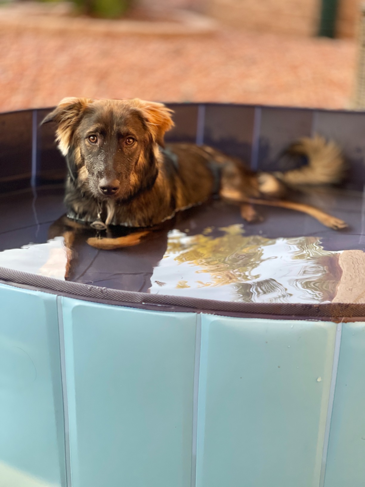 Foldable Dog Pool for Bathing - Indoor Outdoor Pet Tub for Dogs Cats Kids photo review