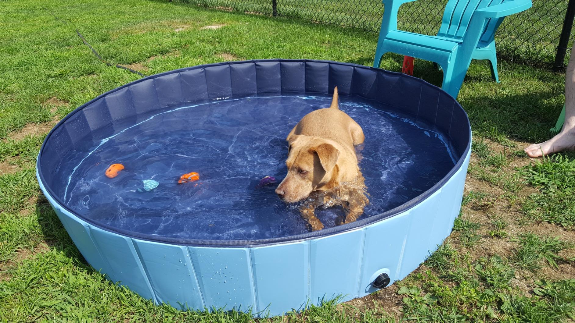 Foldable Dog Pool for Bathing - Indoor Outdoor Pet Tub for Dogs Cats Kids photo review