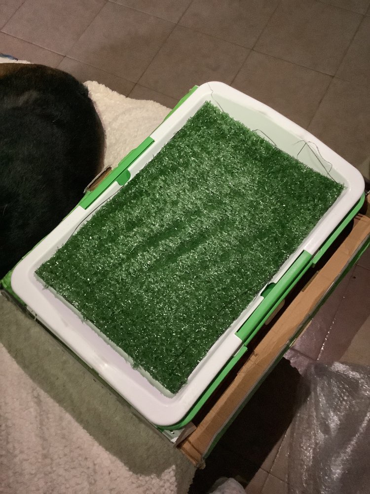 Dog Toilet Mat Indoor Restroom Training Grass Potty Pad photo review