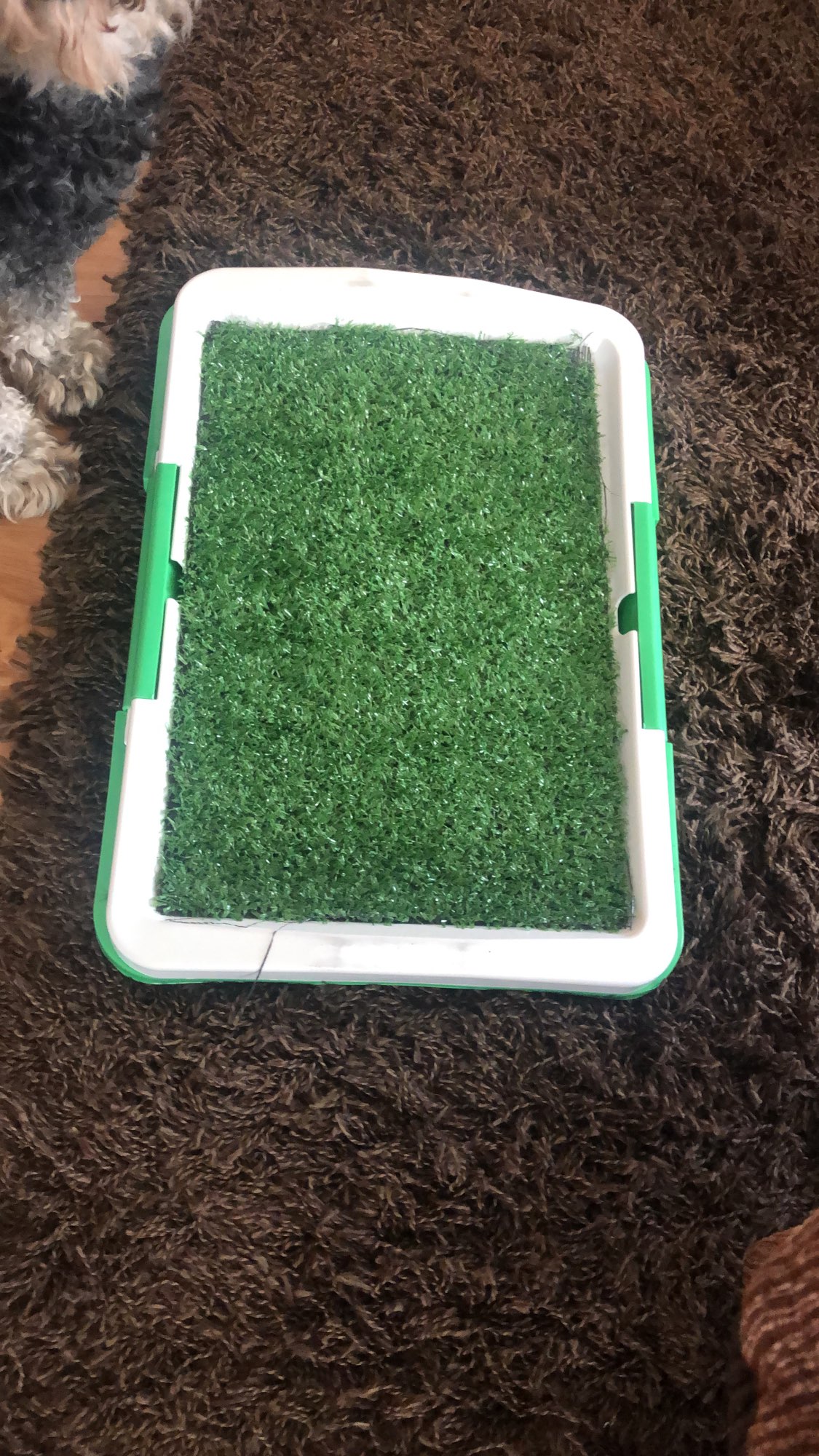 Dog Toilet Mat Indoor Restroom Training Grass Potty Pad photo review