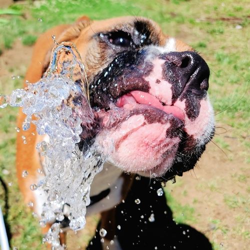 Doggie Water Fountain Sprinkler photo review