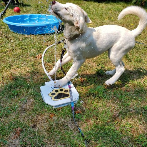 Doggie Water Fountain Sprinkler photo review