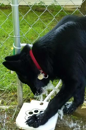 Doggie Water Fountain Sprinkler photo review