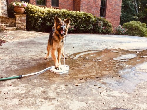 Doggie Water Fountain Sprinkler photo review