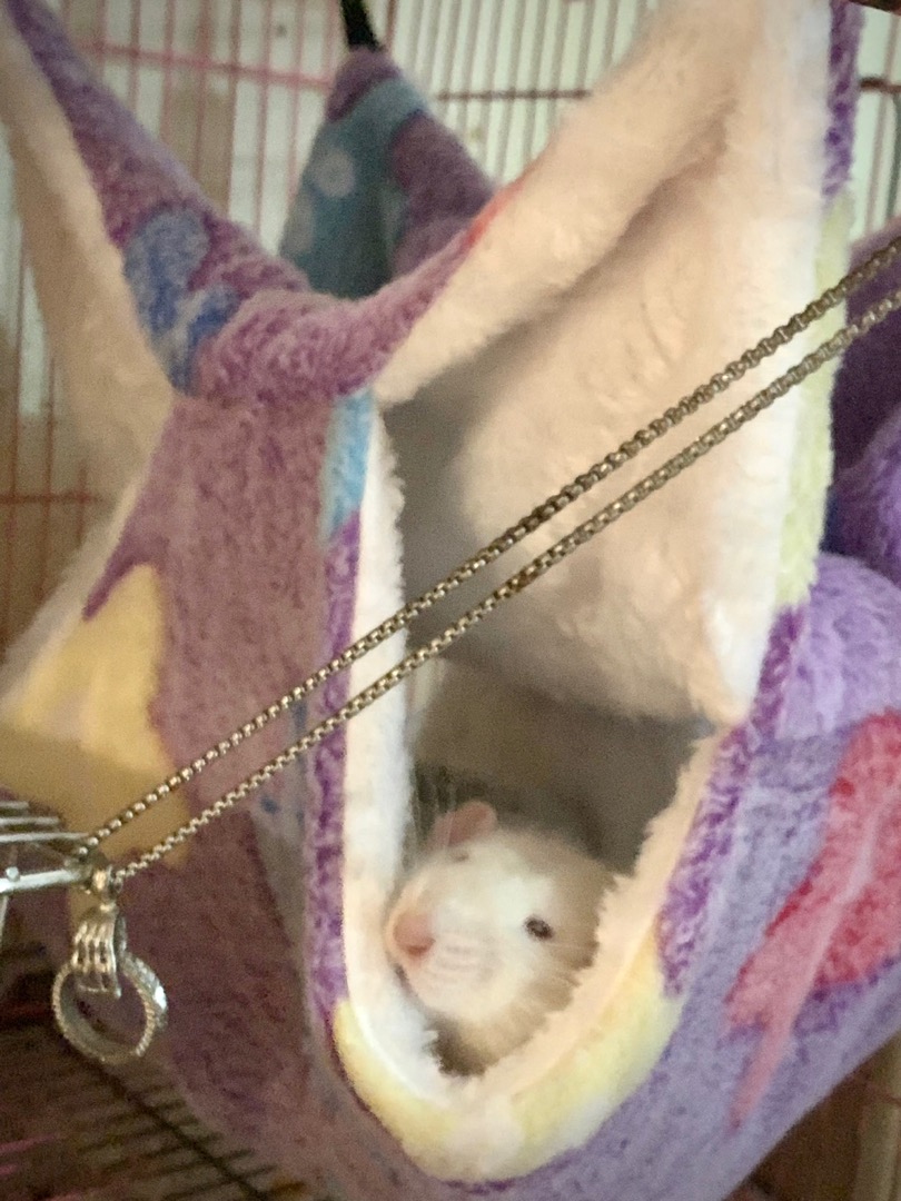 Double-Layer Warm Hamster Hammock for Small Pets photo review