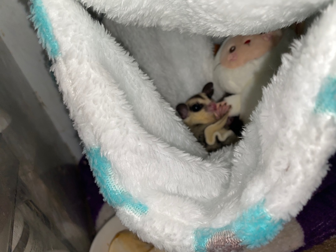 Double-Layer Warm Hamster Hammock for Small Pets photo review