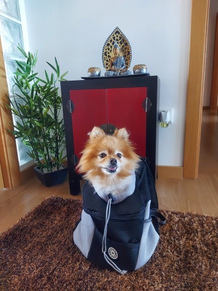 Double Shoulder Portable Dog Carrier Backpack photo review