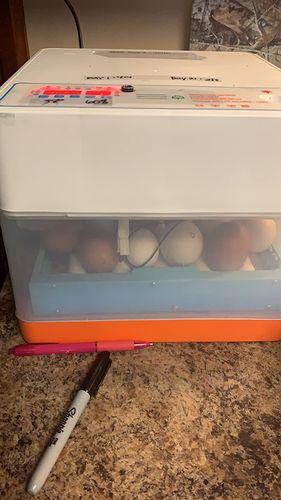 Fully Automatic Chicken Egg Hatching Incubator Box photo review