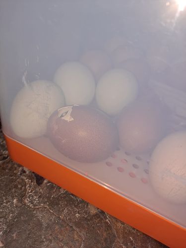 Fully Automatic Chicken Egg Hatching Incubator Box photo review