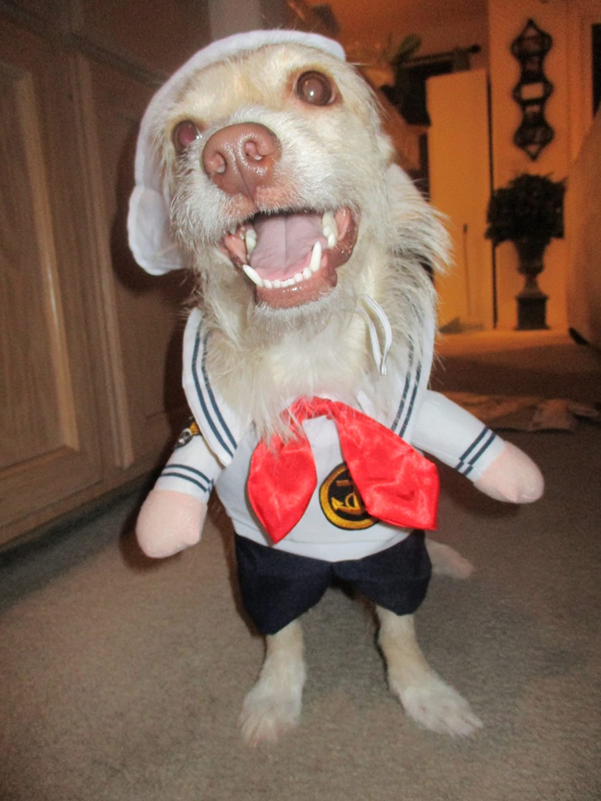 Funny Dog Costume photo review