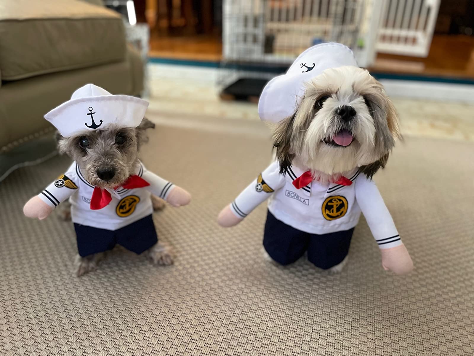 Funny Dog Costume photo review