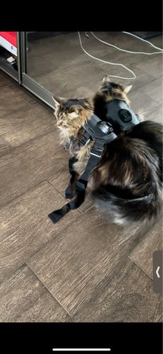 GoPro Hero Dog Strap Belt Harness, Sports Camera Pet Photography And Dog Sling photo review