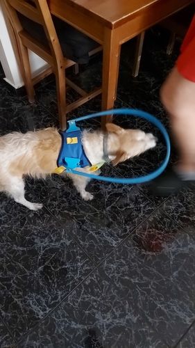 Halo Harness for Blind Dogs with Cataract - Anti-Collision Protection photo review