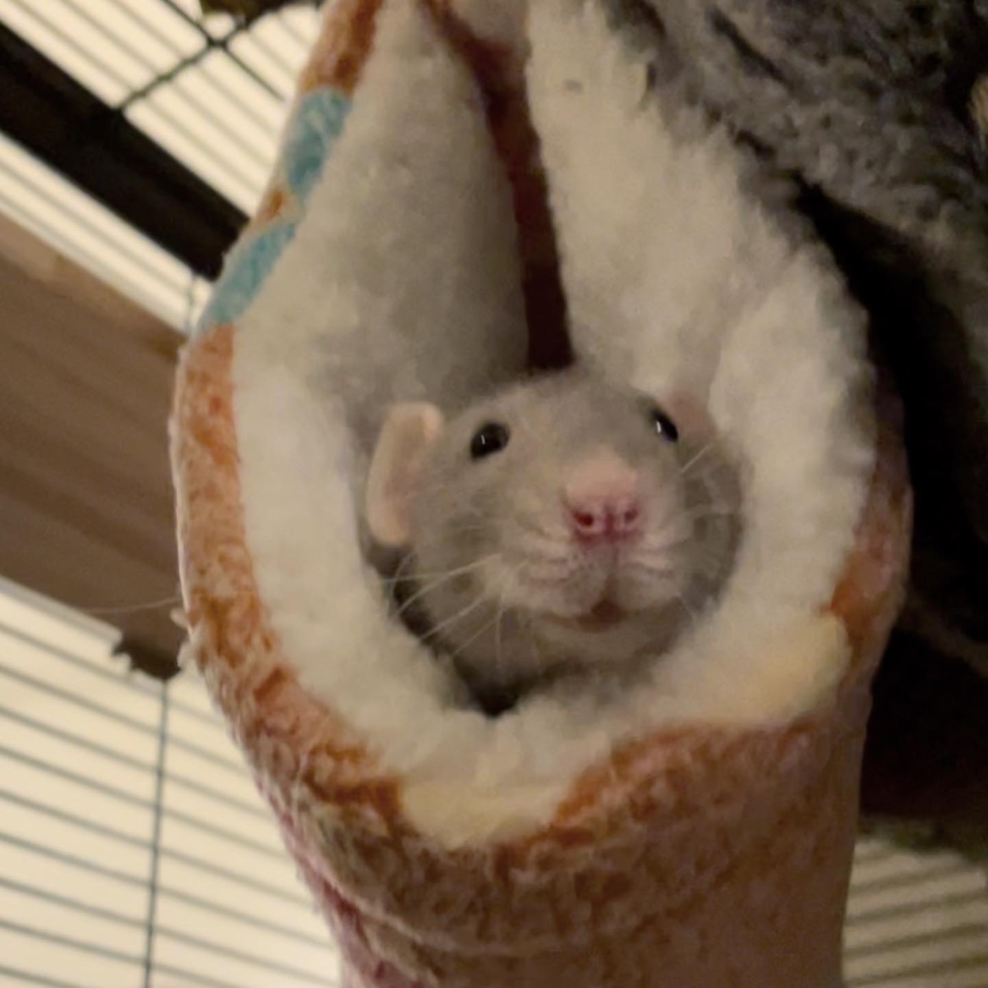 Hamster Tunnel and Hammock for Small Animals photo review