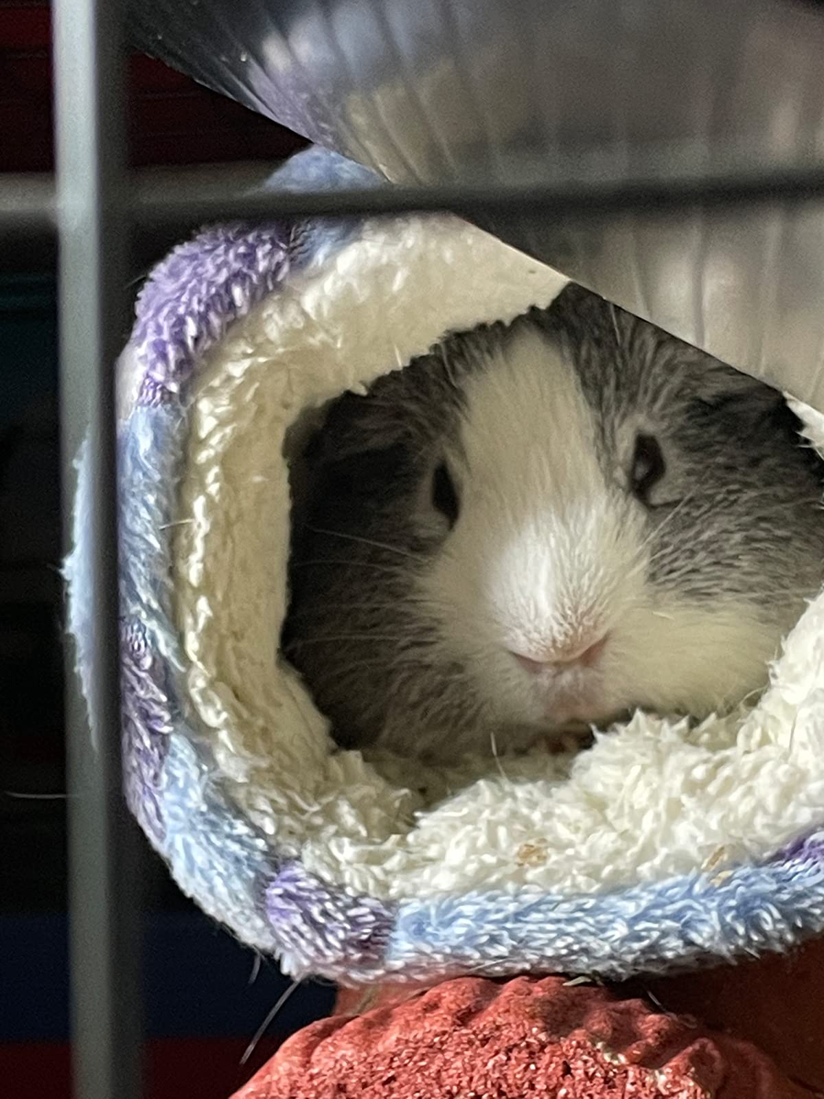 Hamster Tunnel and Hammock for Small Animals photo review