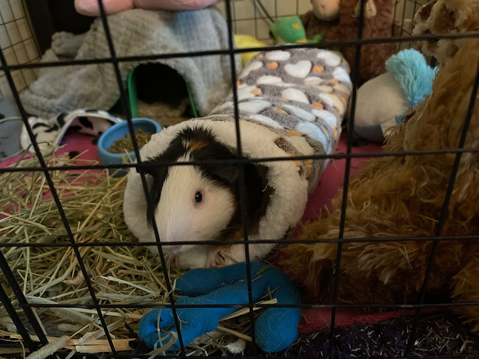 Hamster Tunnel and Hammock for Small Animals photo review