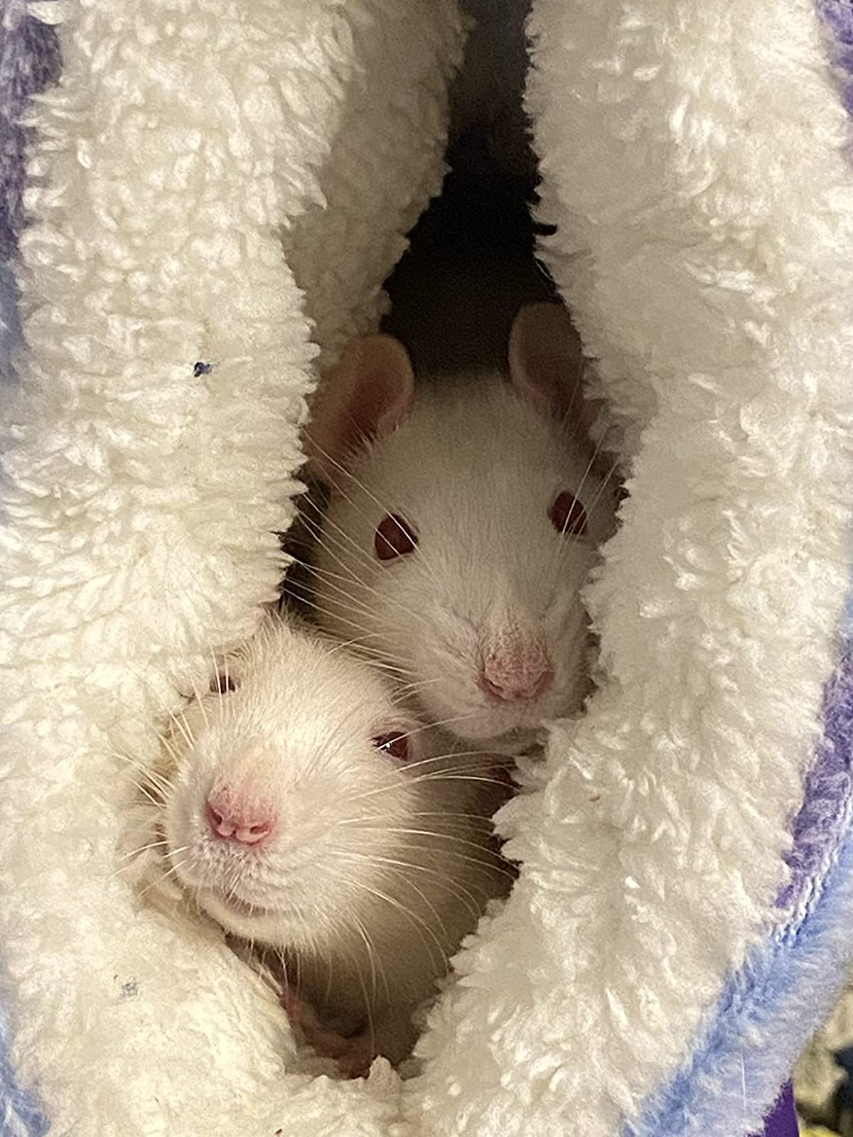 Hamster Tunnel and Hammock for Small Animals photo review