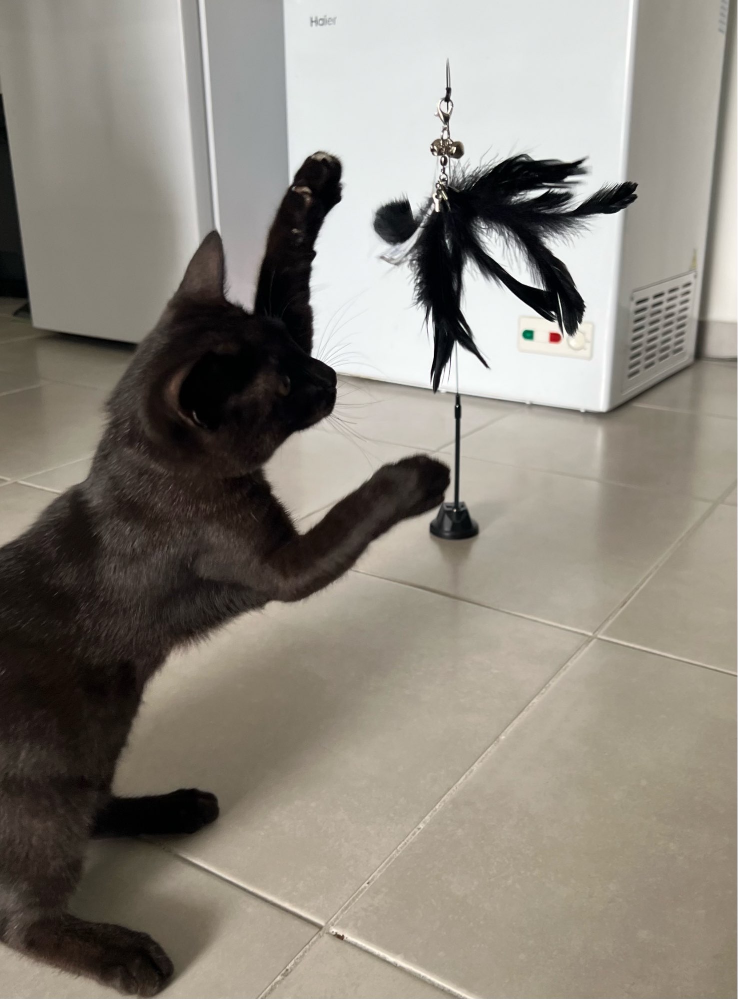 Interactive Cat Toy with Feather Bird photo review