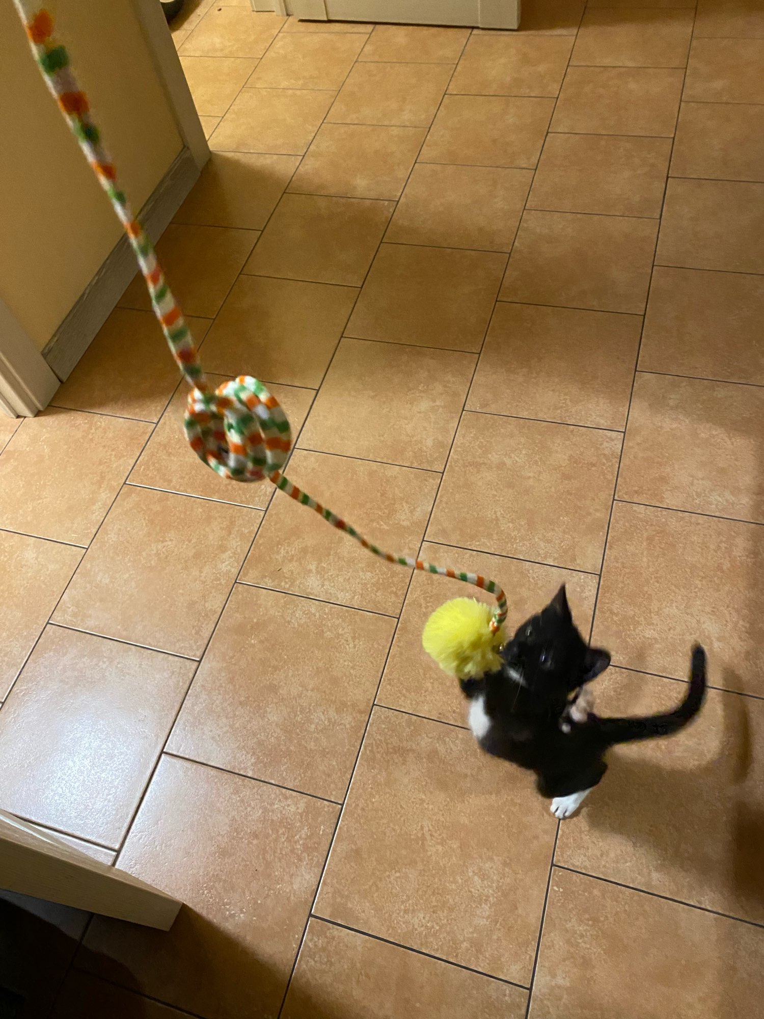Interactive Automatic Cat Toys photo review