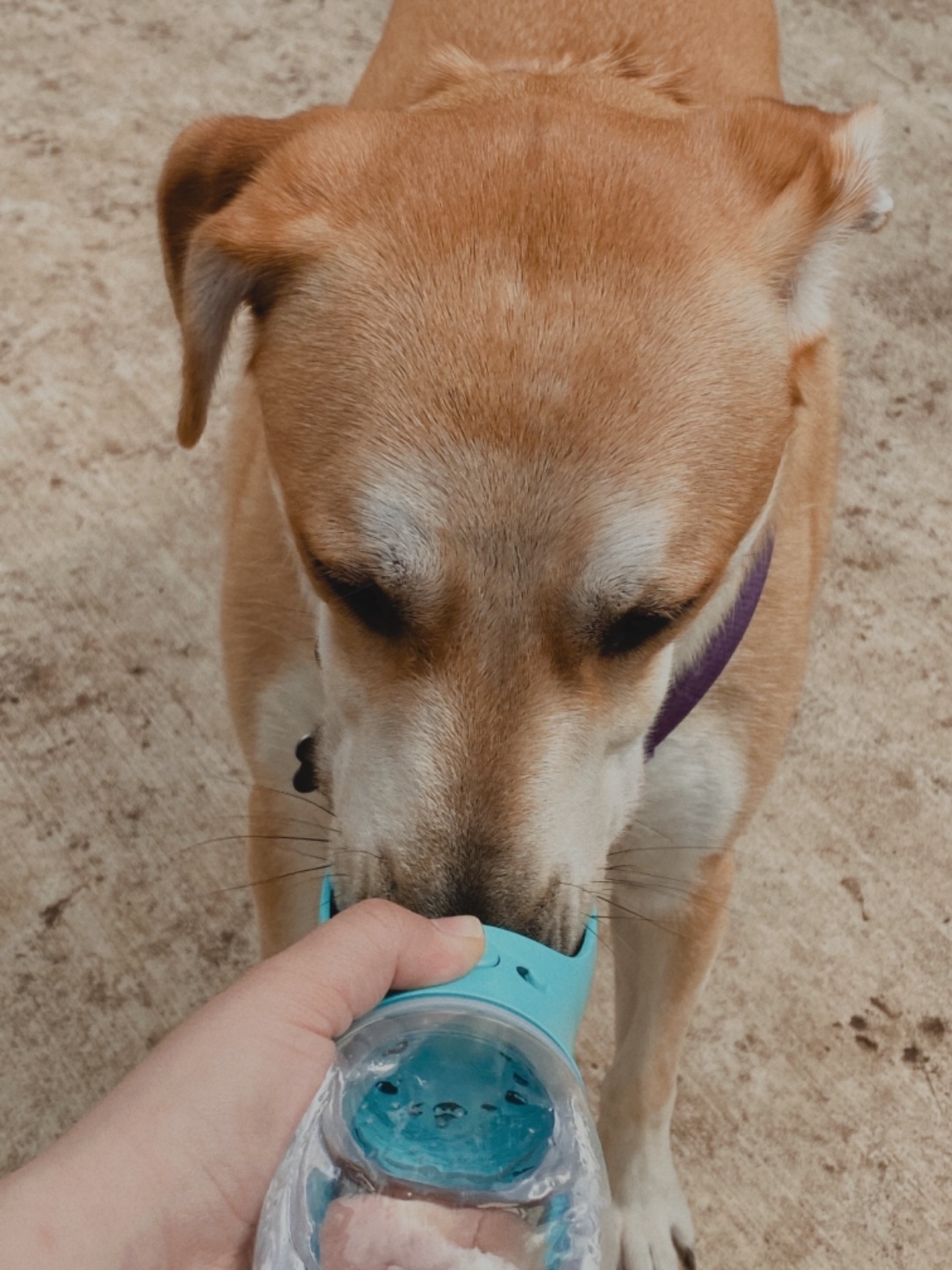 Home Pets Dog Water Feeder-Bottle photo review