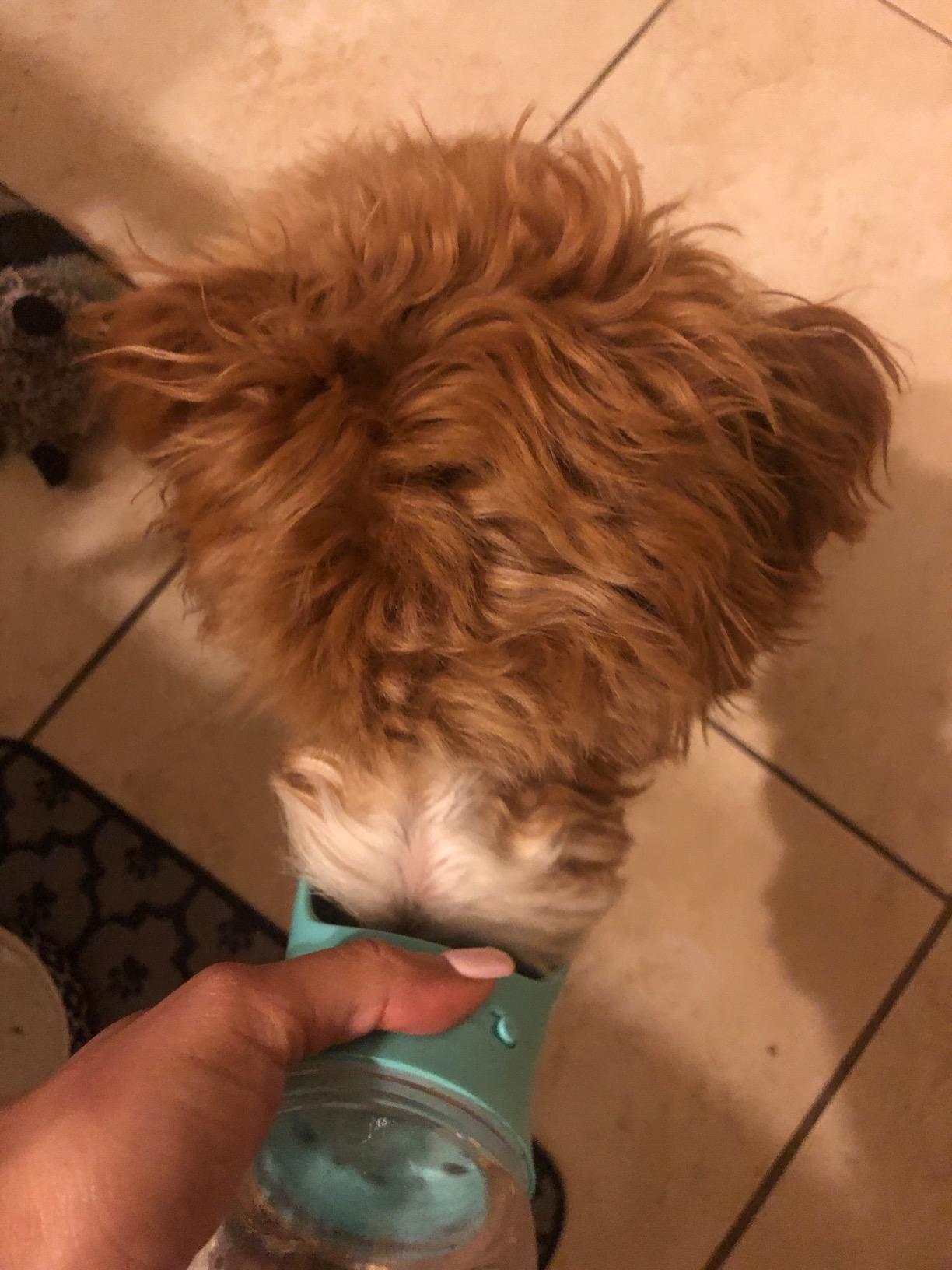 Home Pets Dog Water Feeder-Bottle photo review