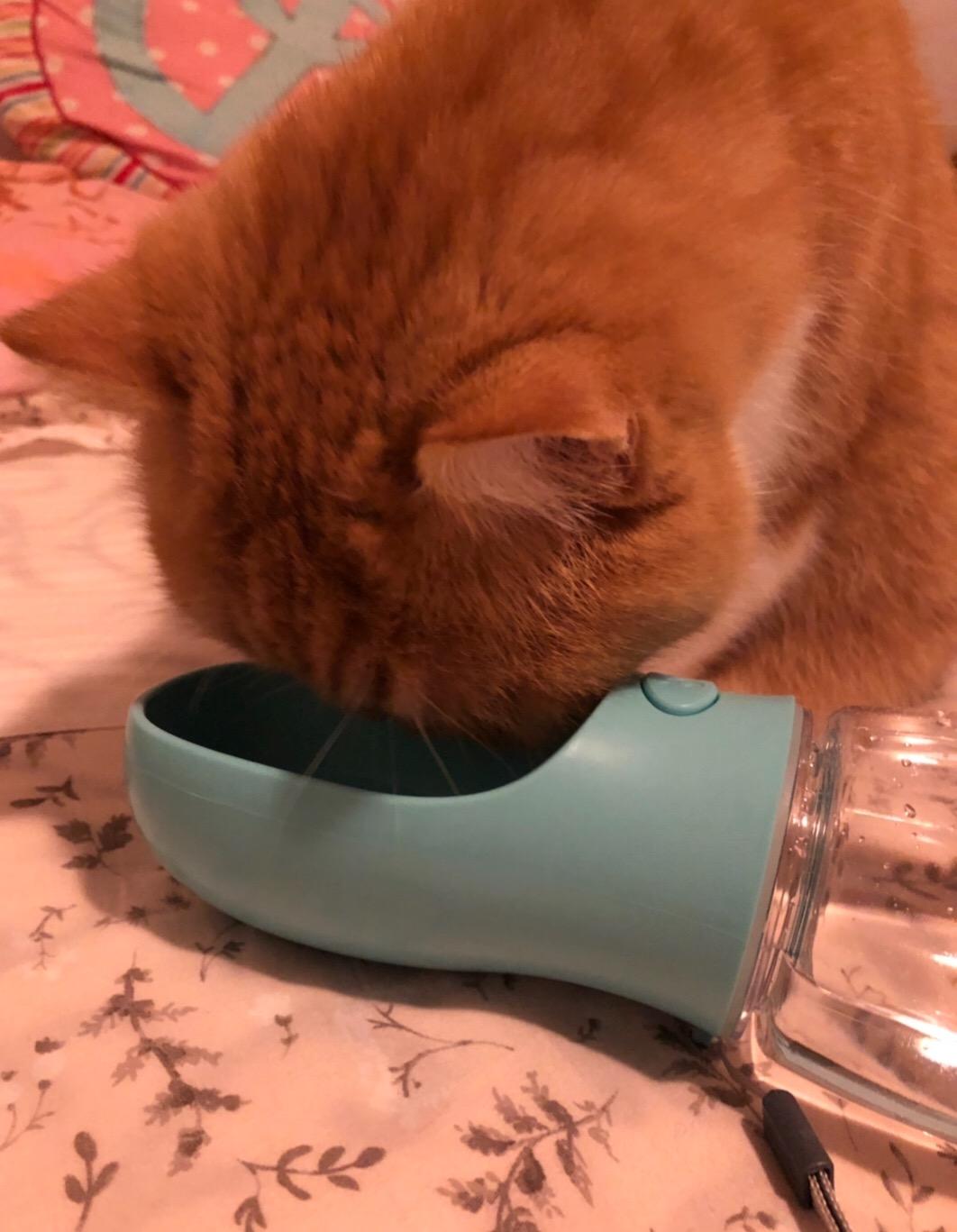 Home Pets Dog Water Feeder-Bottle photo review