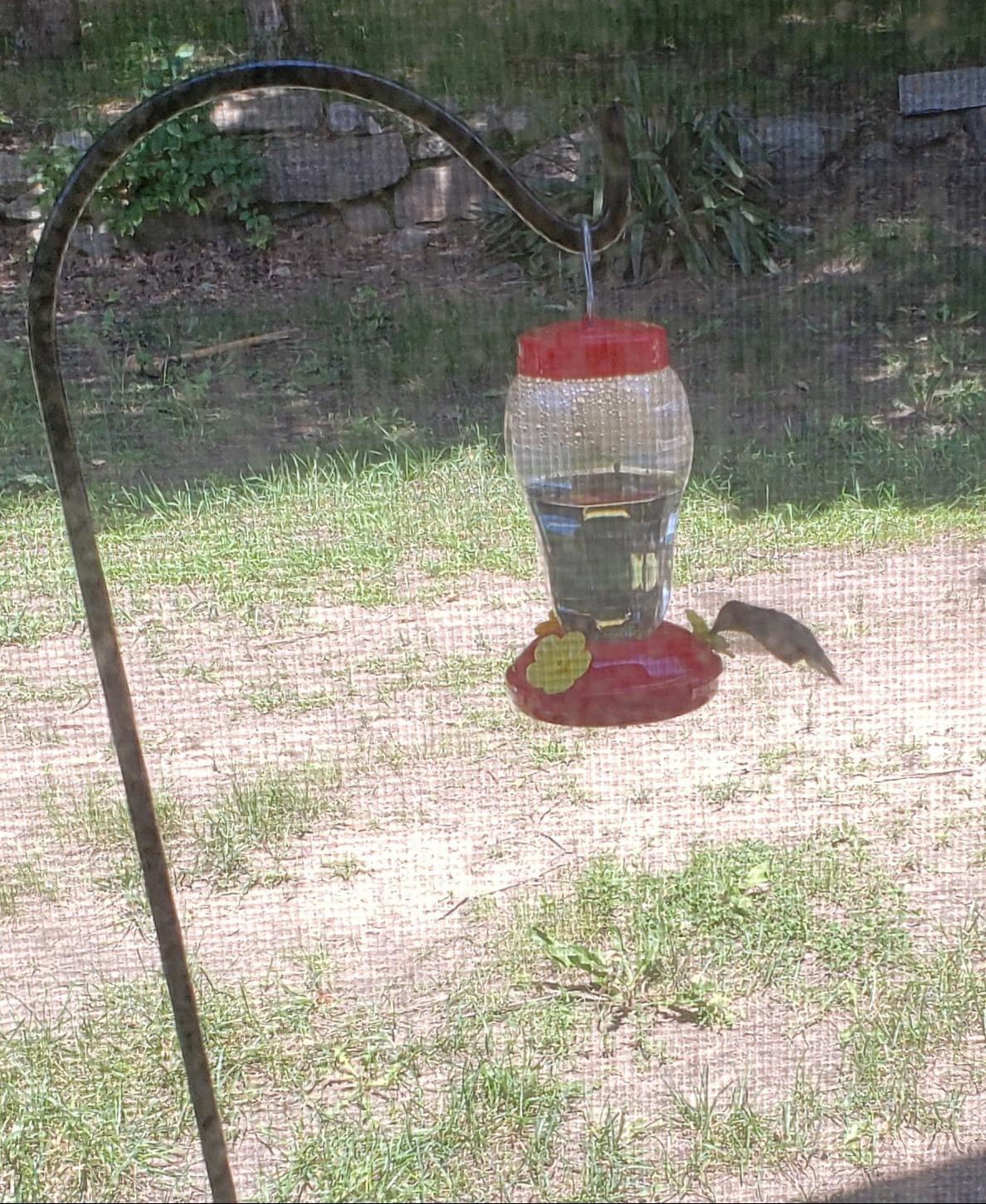 Hummingbird Bird Feeders photo review