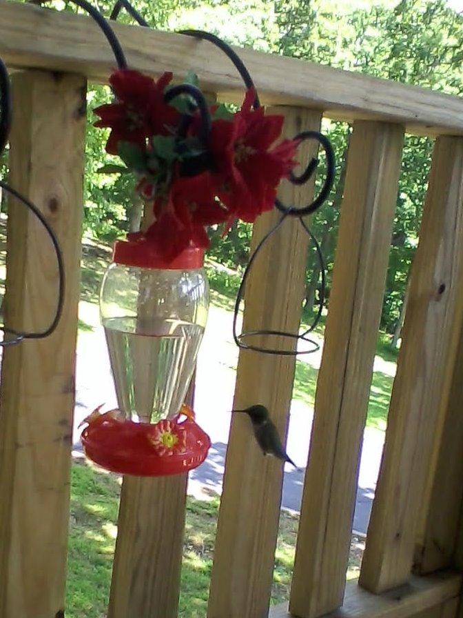 Hummingbird Bird Feeders photo review